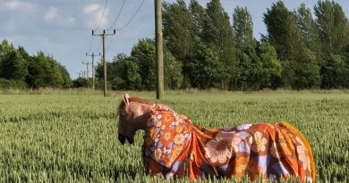 Pantomime Horses foto vídeo