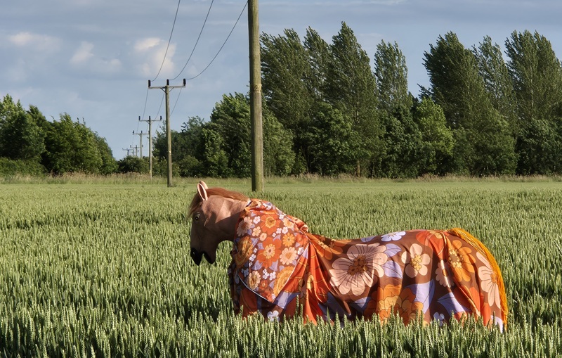 Pantomime Horses foto vídeo